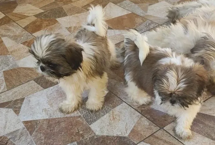 VENDE-SE FILHOTES DE SHIH TZU