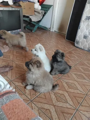 Chowchow