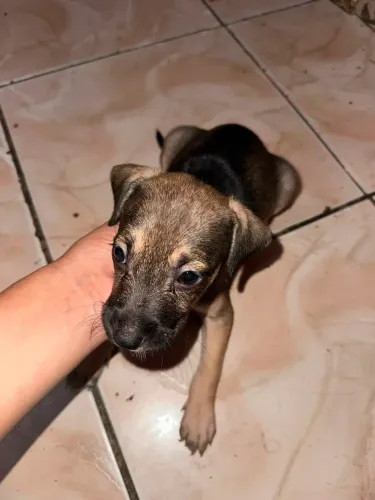 Adoção de Cachorrinhos