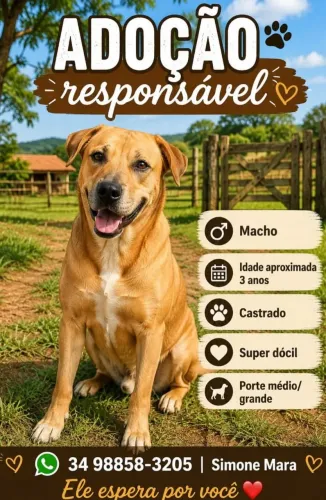 Adoção responsável