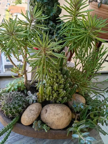 Arranjo de planta Cacto