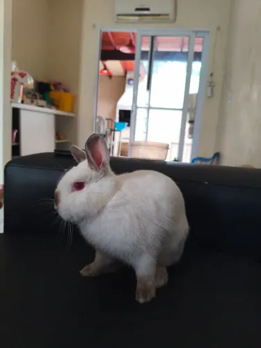 Coelho Macho Anão Netherland Dwarf