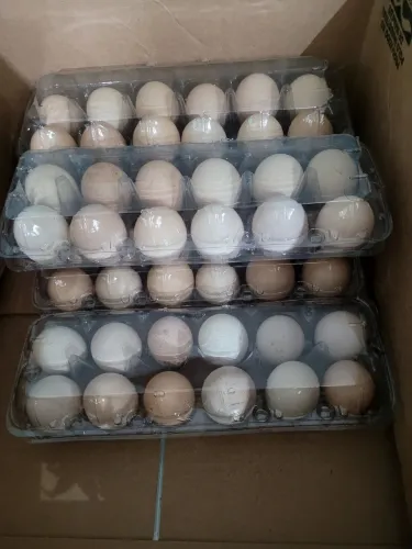 Ovos galados