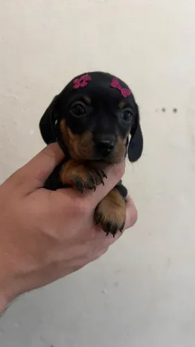 Cachorro Salsicha Teckel Puro
