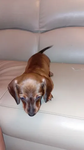 Dachshund pedigree