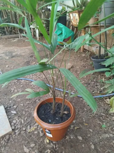 Palmeira ráfia