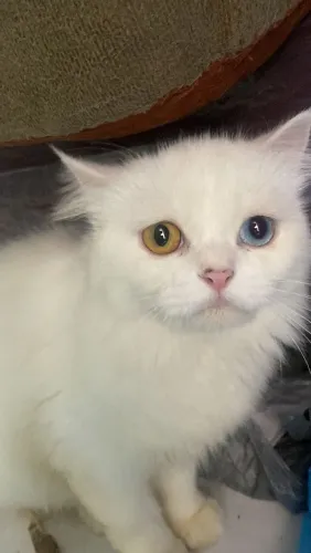 Gato persa branco fêmea
