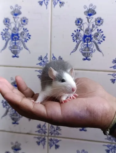 Rato Twister Filhote Husky - Super manso e carinhoso