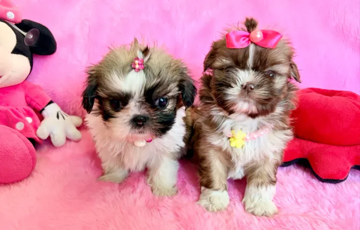 Femeas shih tzu perfeitas