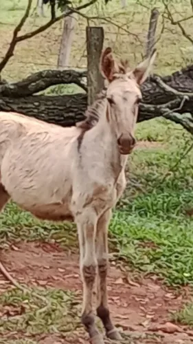 Burro Pêga