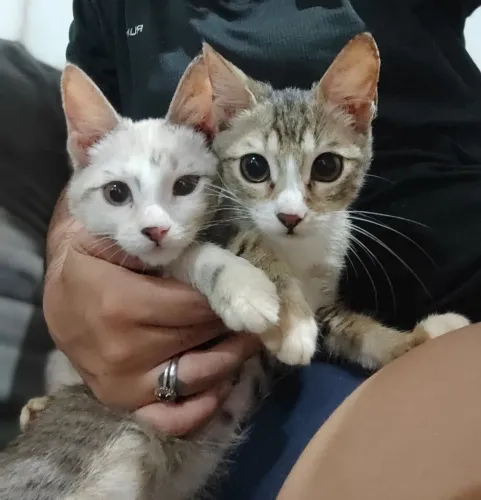 Filhotes pra adoção (gatos)