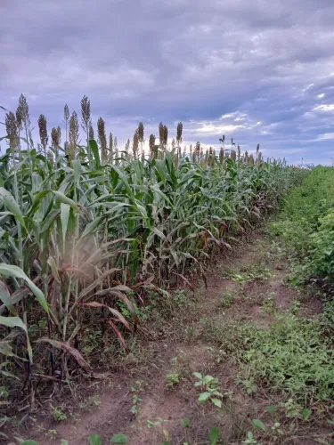 Silagem de sorgo, boa qualidade, colhida com todo cacho.