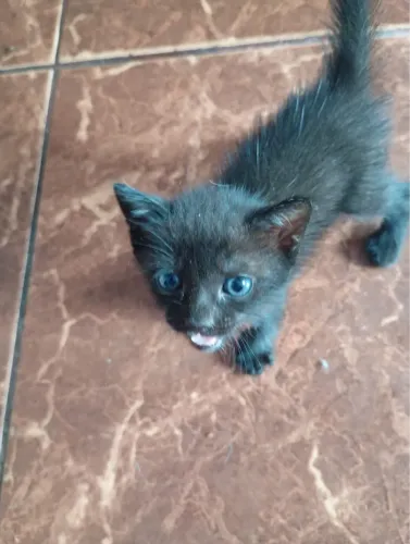 Gatinha para adoção