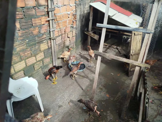 Galinhas a venda