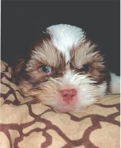 LINDOS FILHOTES DE SHITZU TZU
