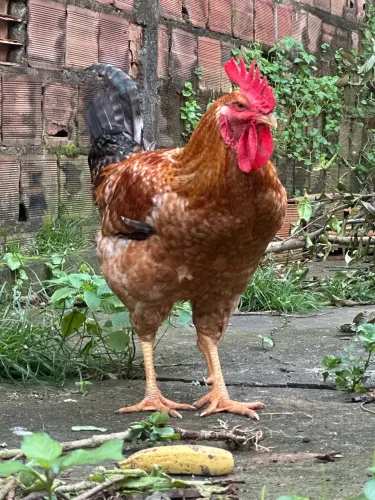 Galos e patos