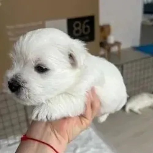 West Terrier Filhote Muito Saudável