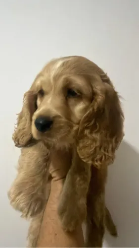 Cocker Macho