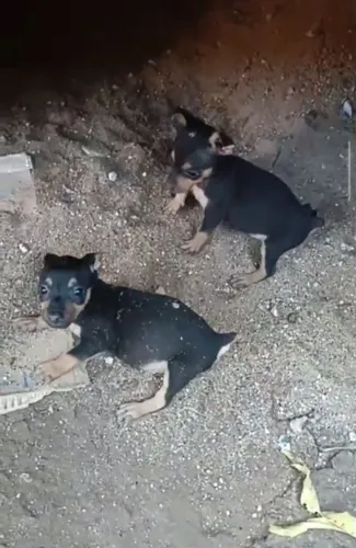 Pinscher número 1