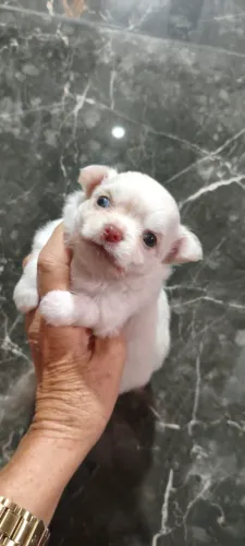 Chihuahua pêlo longo