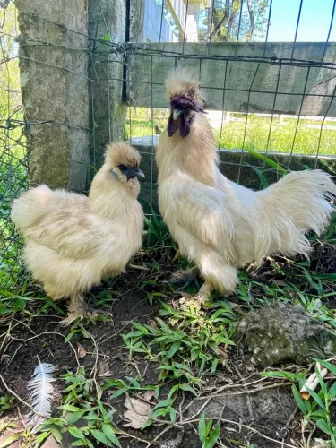 Casal galinha sedosa 