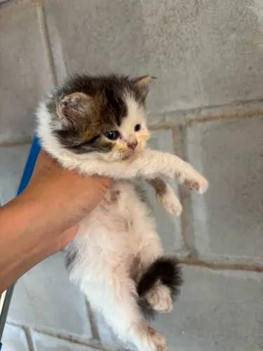 Disponível para venda, filhote de Gato Persa lindo