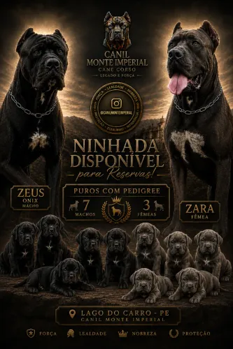 Filhote de Cane Corso - PEDIGREE