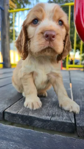 Cocker caramelo de olhos claros esperando por você