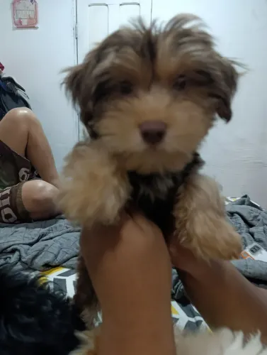 Filhote de yorkshire 