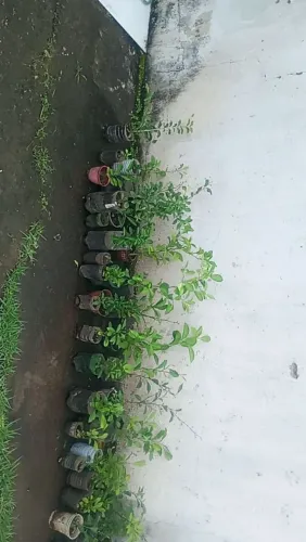 Frutíferas