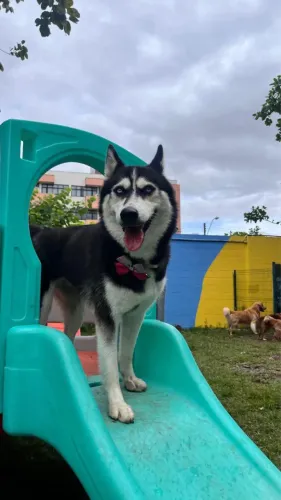 Husky siberiano