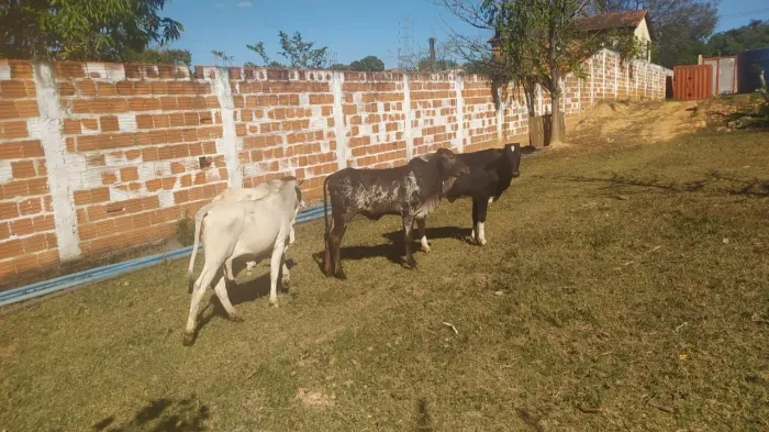 Bezerros