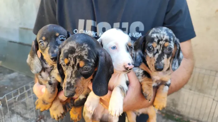 Cofap Alerquim Dachshund