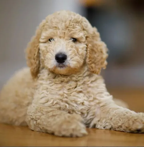 poodle toy filhotao 6 meses
