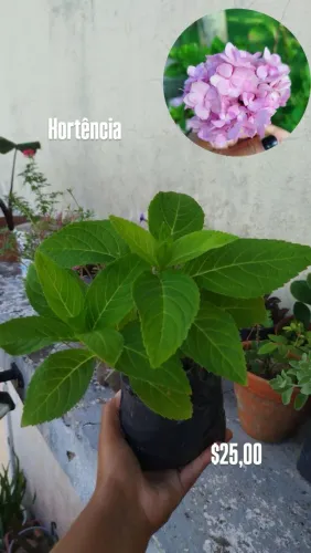 Planta