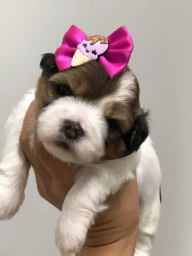 Filhote disponível 