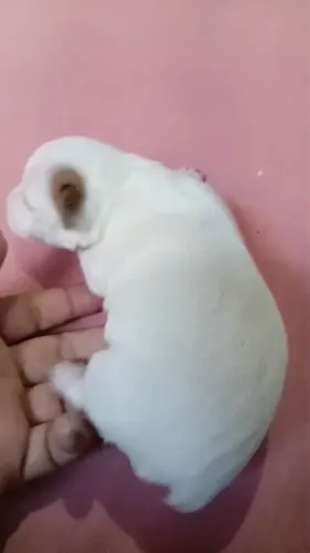 Pincher macho branco