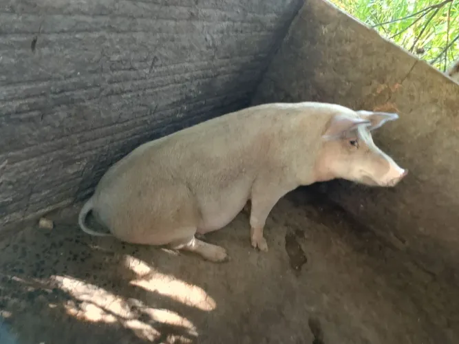 Oportunidade Porcas matriz primeira cria 