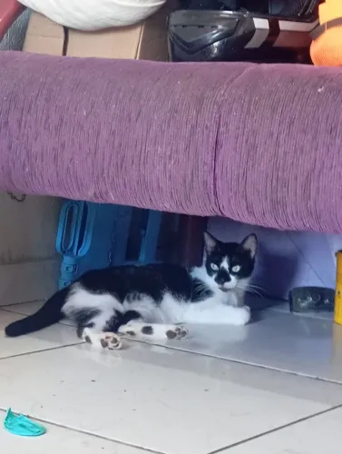 Gatinha frajola 