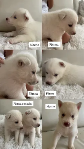 Filhotes de husky siberiano