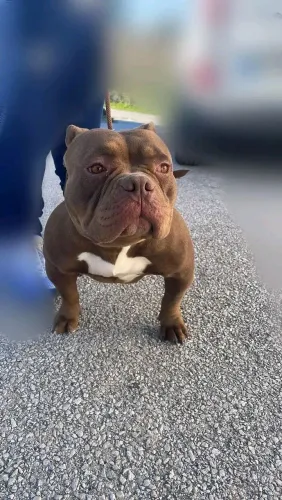 America bully Pocty pedigree