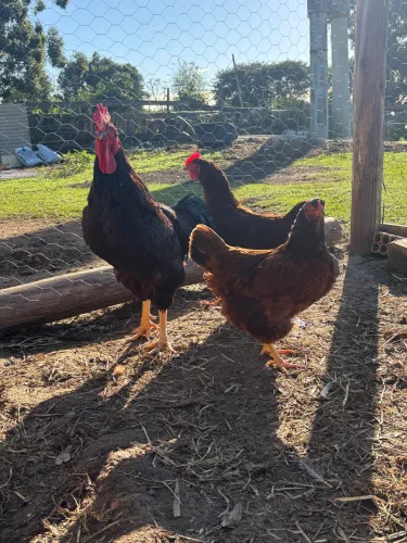 Ovos Galados Rhode Island Red
