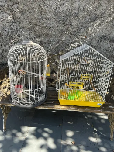 Gaiolas 
