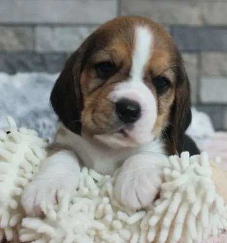 Beagle Mini Filhotes Excelente Padrão. 