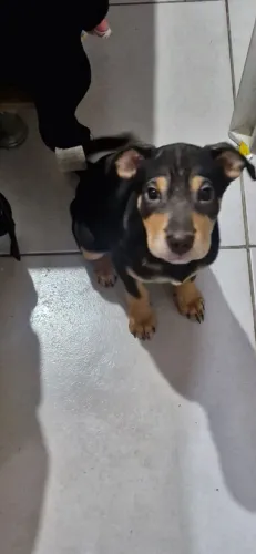 Doação de cachorro filhote