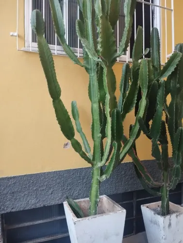 Cactus plantado