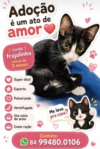 Gatas pra adoção