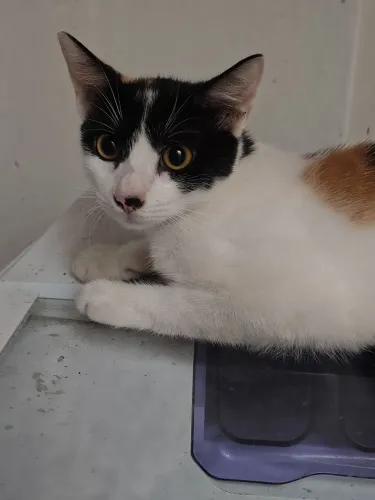 Gatas Pará Adoção Responsável
