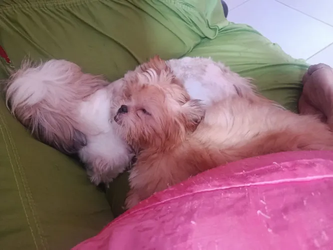 Vende-se Filhote Fêmea de ShihTzu 