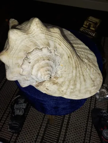 Concha gigante 